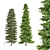Black Spruce Pine: Tall and Realistic 3D Model 3D model small image 1