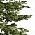 Black Spruce Pine: Tall and Realistic 3D Model 3D model small image 2