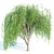 Premium Quality Willow Trees Collection 3D model small image 3