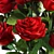 Elegant Red Rose Bouquet 3D model small image 6