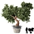 Bonsai Bliss: Indoor Plant Elegance 3D model small image 1