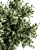 Bonsai Bliss: Indoor Plant Elegance 3D model small image 4