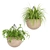 Indoor Hanging Plant Collection: Vol. 41 3D model small image 6