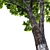 Walnut Tree 3D Model Bundle 3D model small image 2