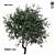 Towering Olive Tree - 6.4m Height 3D model small image 1
