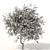 Towering Olive Tree - 6.4m Height 3D model small image 3