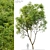 Northern Hackberry Tree - Vray and Corona Material Libraries - 13m Height 3D model small image 1