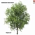 Shademaster Honey Locust: Impressive Height & Stunning Polys 3D model small image 1