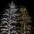 Winter Glow: Real Tree Acer 3D model small image 3