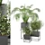 2015 Indoor Plants Set: V-Ray/Corona 3D model small image 2