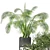 2015 Indoor Plants Set: V-Ray/Corona 3D model small image 4