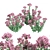 Autumn Charm Sedum: Vibrant and Hardy Perennial 3D model small image 1