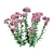 Autumn Charm Sedum: Vibrant and Hardy Perennial 3D model small image 2