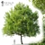  Majestic Oak Tree - 13m Height 3D model small image 1