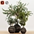 Indoor Plant Trio with Unique Pot 3D model small image 9