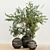 Indoor Plant Trio with Unique Pot 3D model small image 4