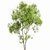 Real Tree Summer Accent 3D model small image 4