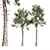 Italian Stone Pine Tree Duo - 12.9m & 13.1m 3D model small image 1