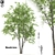 Tall Beech Tree: 16.3m Polys 3D model small image 1