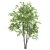 Tall Beech Tree: 16.3m Polys 3D model small image 4