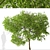 Fragrant Magnolia Champaca Trees 3D model small image 3