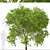 Fragrant Magnolia Champaca Trees 3D model small image 4