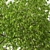 Fragrant Magnolia Champaca Trees 3D model small image 5