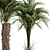 Tropical Bliss - Palm Tree Trio 3D model small image 3