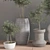 Elegant Indoor Plant Set 3D model small image 5