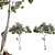 Archived Jacaranda 3D Model 3D model small image 1