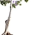 Archived Jacaranda 3D Model 3D model small image 2