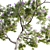 Archived Jacaranda 3D Model 3D model small image 3