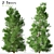 Japanese Cedar Duo: Cryptomeria japonica (Sugi) - 2 Trees 3D model small image 1