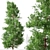 Japanese Cedar Duo: Cryptomeria japonica (Sugi) - 2 Trees 3D model small image 2