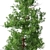 Japanese Cedar Duo: Cryptomeria japonica (Sugi) - 2 Trees 3D model small image 4