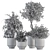 Botanical Bliss: Indoor Tree & Plant Set 3D model small image 5