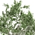 9m African Olive Tree - 3D Model 3D model small image 2