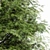 Real Tree: Metasequoia Glyptostroboides 3D model small image 2