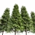 Real Tree: Metasequoia Glyptostroboides 3D model small image 3