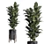 Indoor Plant Collection: Ravenala Ficus, Rubbery Monstera, Concrete Vase 3D model small image 6