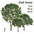 Opulent Oak Trees: 6-10-15m 3D model small image 1