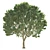 Opulent Oak Trees: 6-10-15m 3D model small image 3