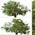 Southern Live Oak Tree | Quercus Virginiana Forest Decor 3D model small image 2