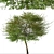 English Hawthorn Tree Set (2 Trees) - Beautiful, Hardy, Deciduous 3D model small image 2