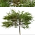 English Hawthorn Tree Set (2 Trees) - Beautiful, Hardy, Deciduous 3D model small image 3