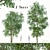 Sweet Tea Trees (2 pcs) 3D model small image 1