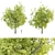Lush Tree Collection Vol 48 3D model small image 7