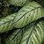 Lush Greenwall Set 175 - Stylish and Sustainable 3D model small image 3