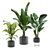 Tropical Oasis Indoor Plant Pack 3D model small image 1