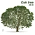 Ancient Oak Tree - 24m Tall 3D model small image 2